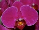 Purple Orchid